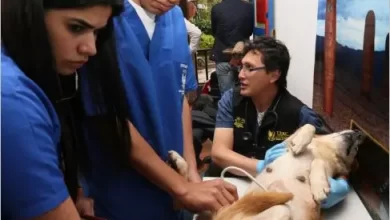 Esterilización masiva de mascotas en Boyacá