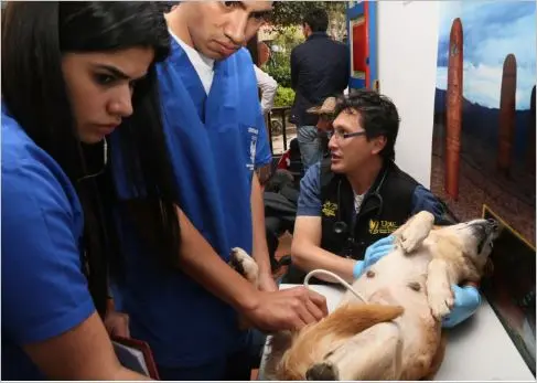 Esterilización masiva de mascotas en Boyacá