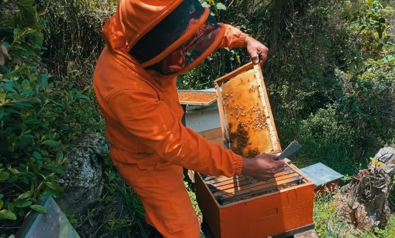 Pasión por la miel y la naturaleza