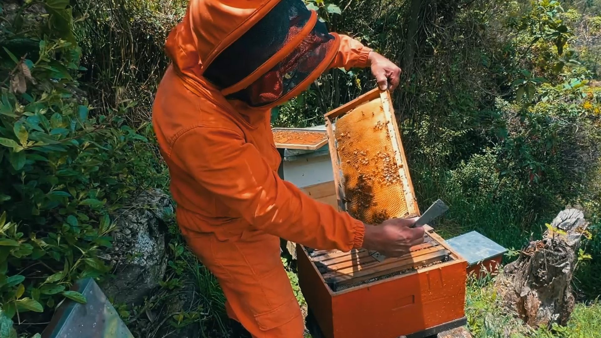 Pasión por la miel y la naturaleza