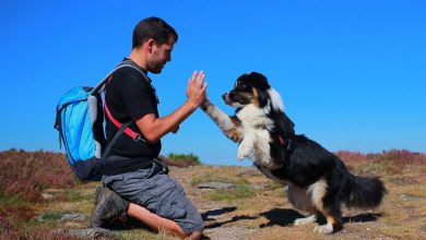 Actividades son su mascota