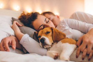 Compartir el lecho con la mascota, descansar juntos en el mismo colchón, pasar la noche acompañados por el animal de compañía.