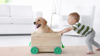 5 cuidados imprescindibles para niños y mascotas