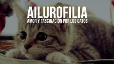 Un Amor Felino que Conquista Corazones
