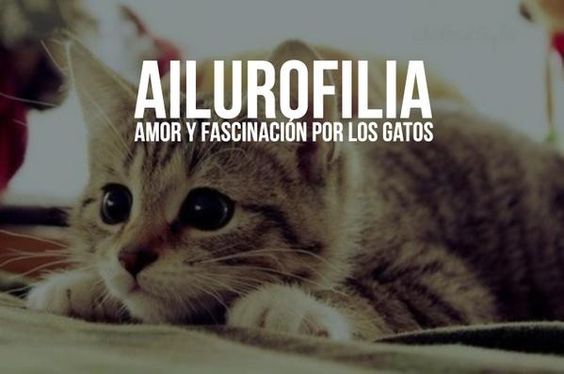 Un Amor Felino que Conquista Corazones