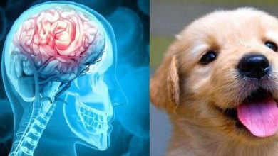 El fascinante vínculo entre humanos y caninos