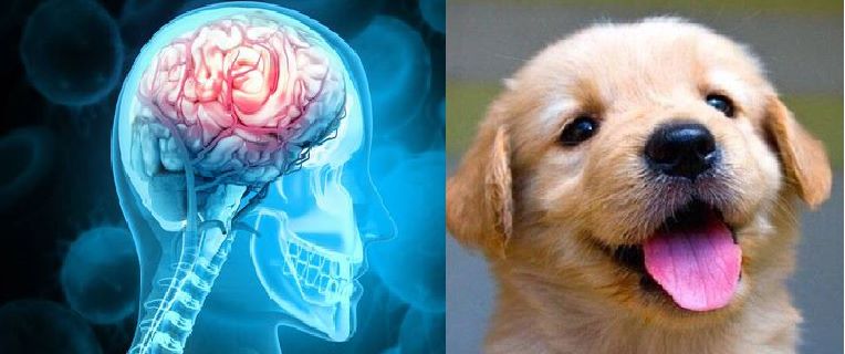 El fascinante vínculo entre humanos y caninos