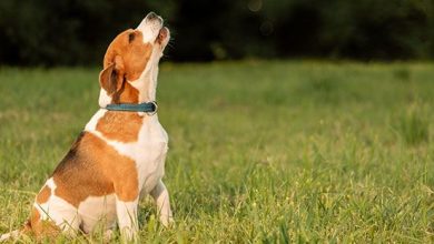 Clave para evitar el ladrillo excesivo de los perros