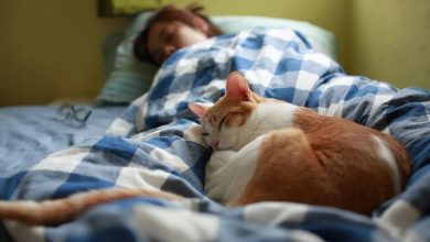 Por qué a los gatos le gusta dormir