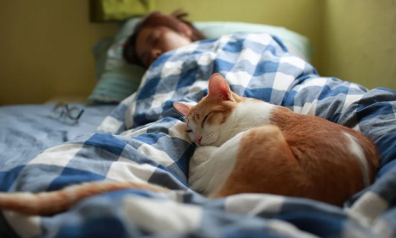 Por qué a los gatos le gusta dormir
