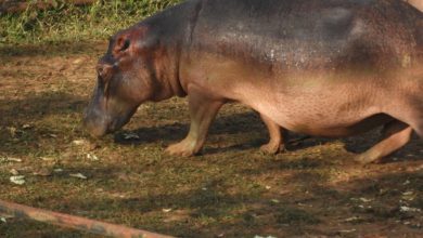 Hipopótamos de Boyacá especie invasora