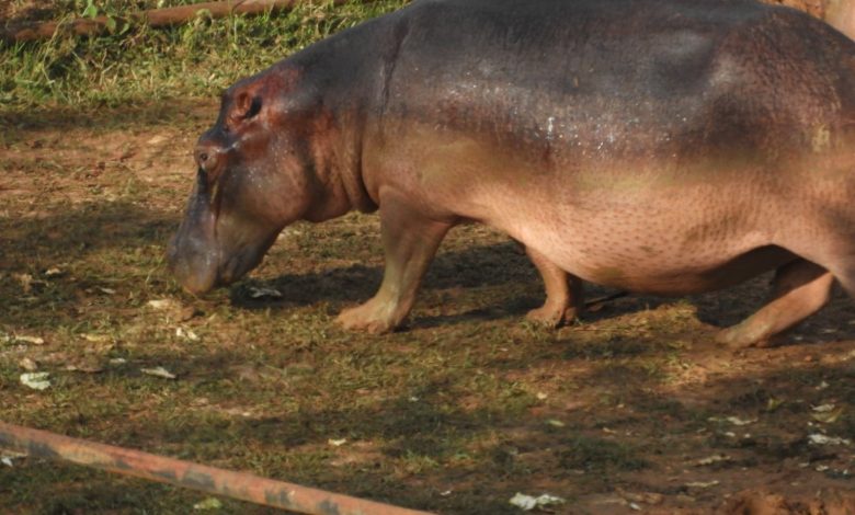 Hipopótamos de Boyacá especie invasora