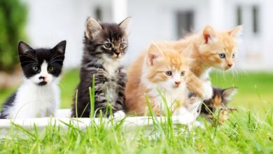 Tres Veces Gato