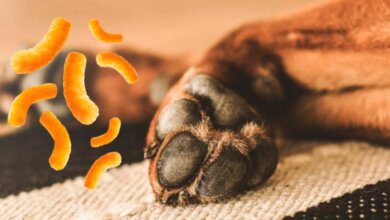 Por qué las Patitas de Nuestros Perros