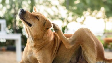 Combatiendo las Pulgas