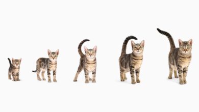 Cómo saber si mi Gato