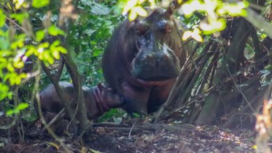 Qué se hace con el manejo
