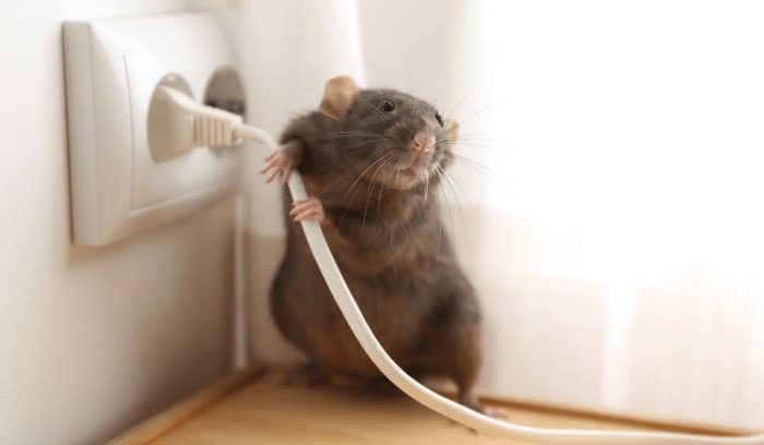 Cómo Ahuyentar a los Ratones