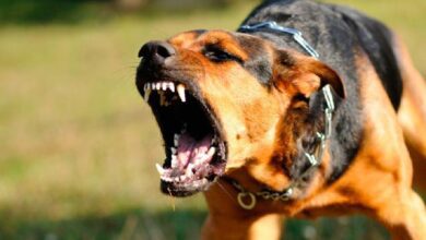 Aumento de agresiones