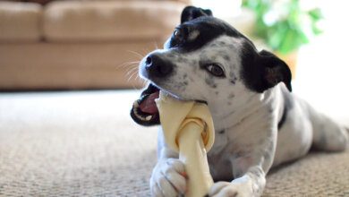 Los riesgos ocultos de dar huesos