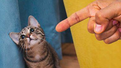 cómo regañar a su gato