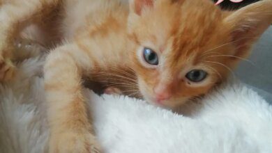 Cuidando a gatos recién nacidos