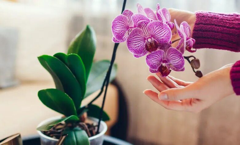 Por qué tener una orquídea