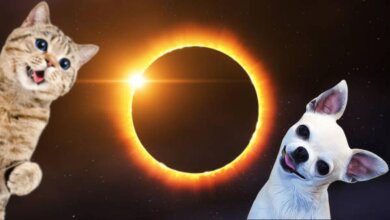 El Eclipse Solar y su Efecto