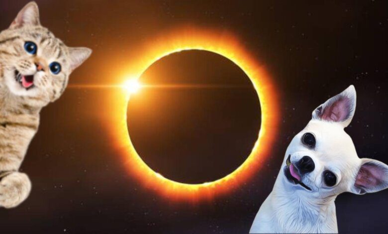 El Eclipse Solar y su Efecto