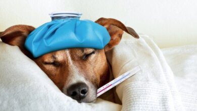 Perro tiene fiebre