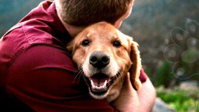 Reconocen a un perro