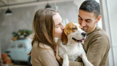 seguro para mascotas