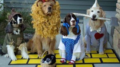 Disfraces para mascotas