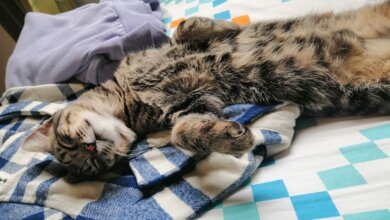 Postura de Sueño de los Gatos