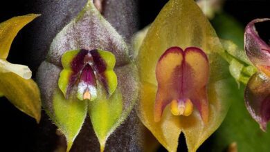 Orquídeas