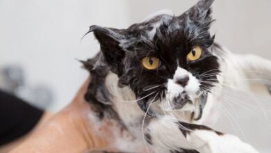Gato