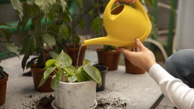 Plantas