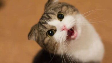 gato