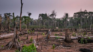 deforestación