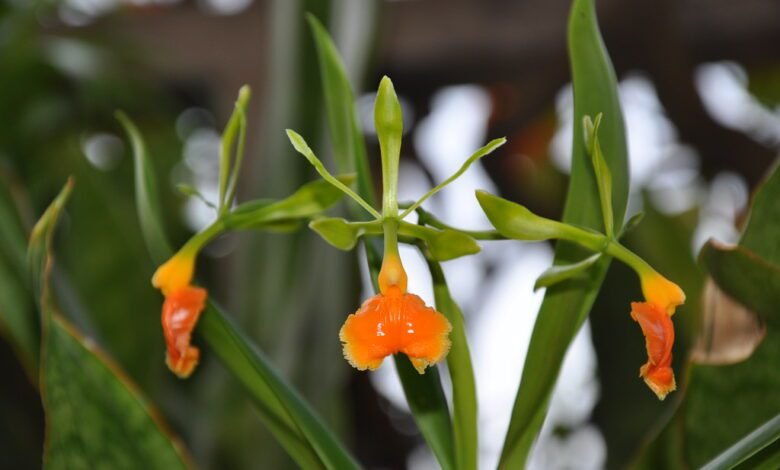 Orquídea