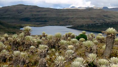 Páramo de Sumapaz