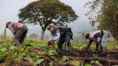 Agricultura